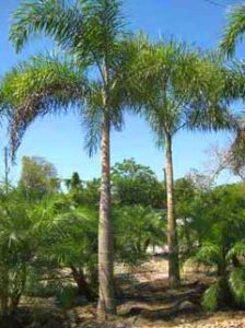 foxtail-palm
