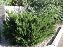 juniper-tree-seagreen220