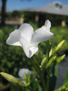 oleander-white-220