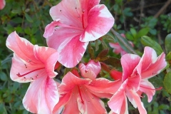 Dogwood-Azalea