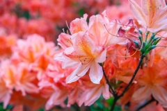 Duc-de-Rohan-Azalea