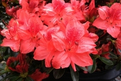 Fashion-Azalea