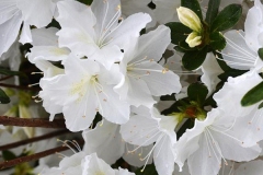 GG-Gerbing-Azalea