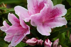George-Tabor-Azalea