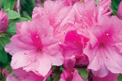 Pink-Ruffle-Azalea