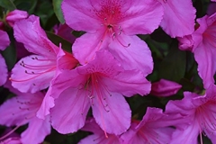 Purple-Formosa-Azalea
