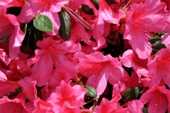 Southern-Charm-Azalea