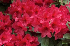 Vivid-Azalea