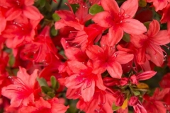 red-formosa-azalea-copy