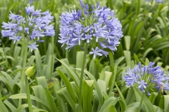agapanthus