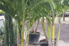 Adonidia-Palm-aka-Christmas-Palm