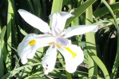 African-Iris-White