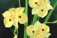 African-Iris-Yellow