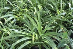 Agapanthus
