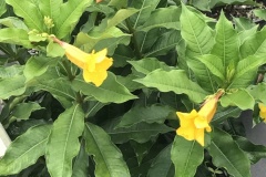 Allamanda