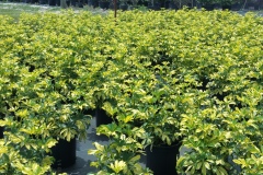 Arboricola