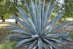 agave