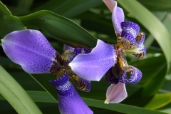 apostole-iris