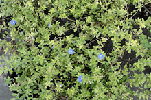 daze blue perennial tropical plant type