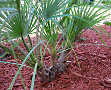 eauropean-fan-palm