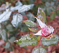 rose-frost