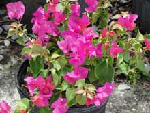 How to get bougainvilleas to bloom time and time again.