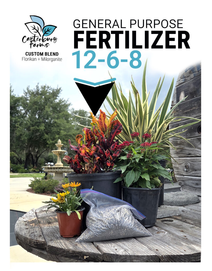 Fertilize in October with slow release fertilizer
