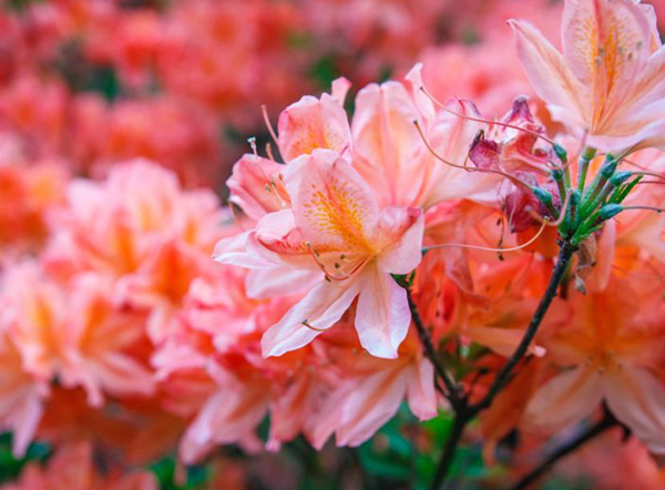 Azalea – Canterbury Farms Nursery & Garden Center