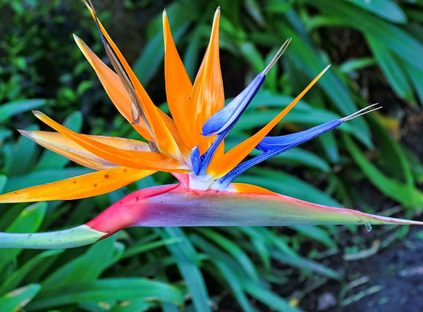 Bird of Paradise - Canterbury Farms Nursery & Garden Center