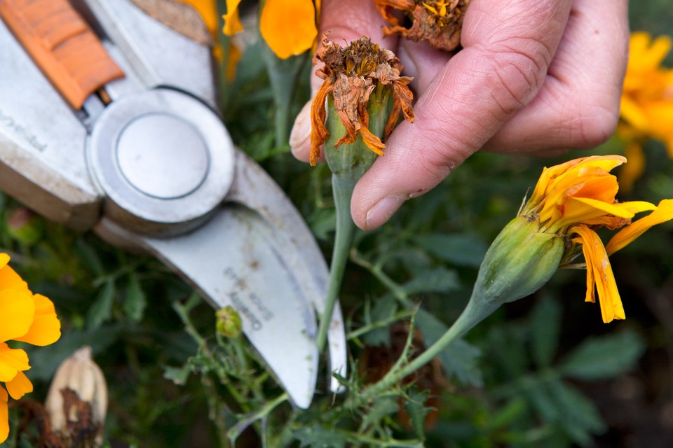 Deadheading outlet