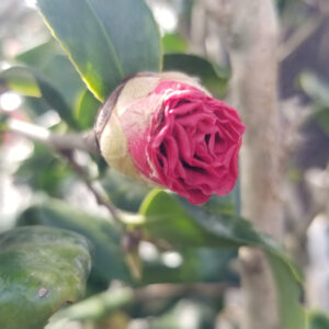 Photo of Camellia flower bud
