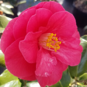 Photo of Camellia japonica 'Christmas Beauty'