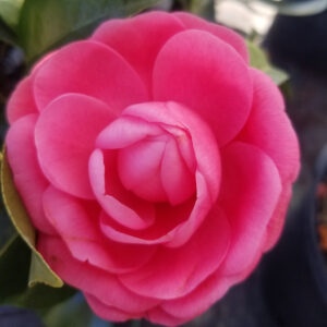 Photo of Camellia japonica 'Jacks'