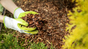 Mulching Made Easy: Tips and tricks to keep you (and your plants) covered