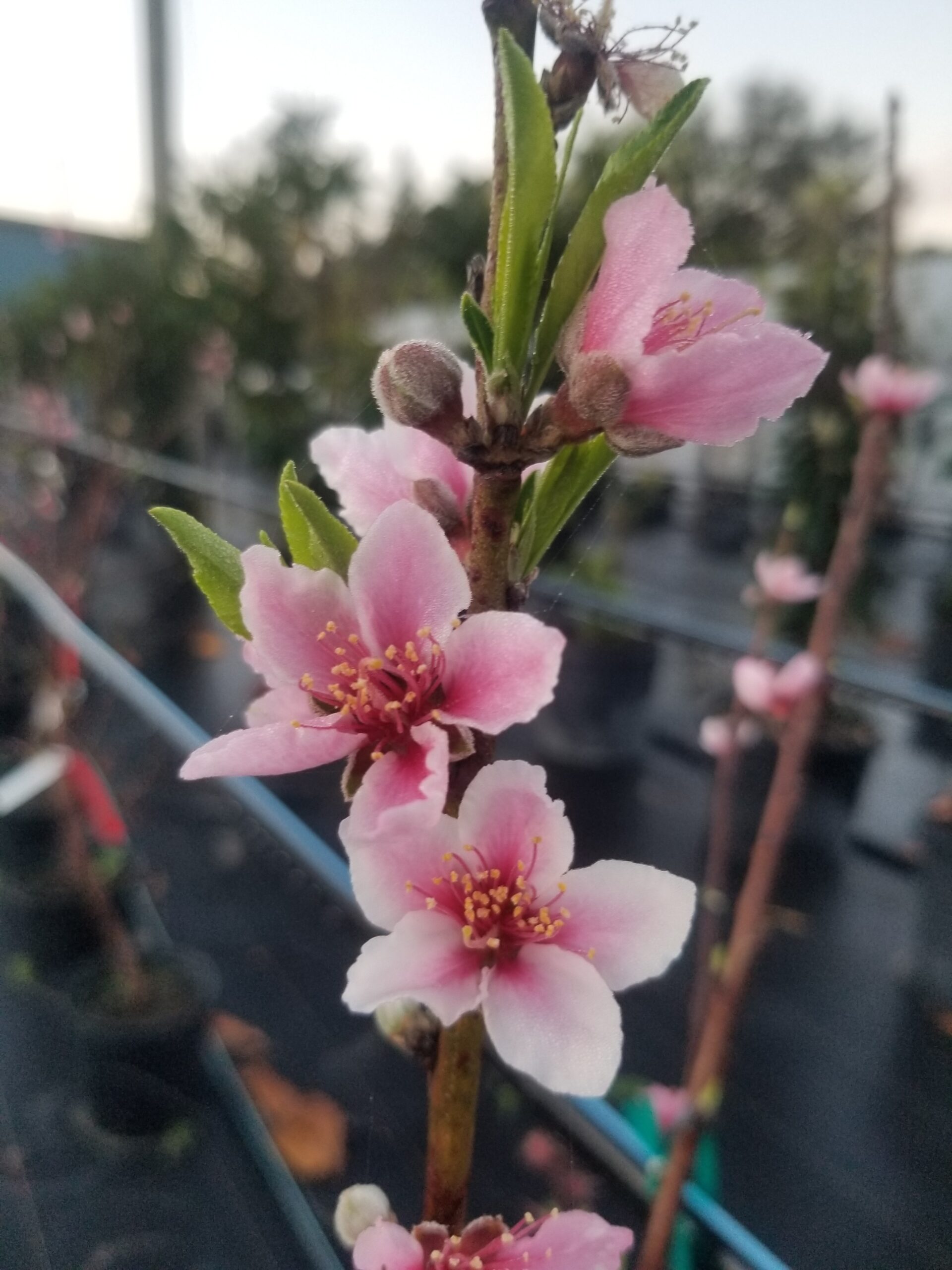 Growing Sweetness in Your Backyard: A Guide to Florida Peach Trees ...