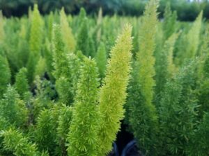 Foxtail Fern