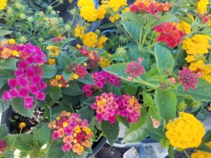 Lantana