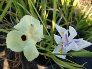 African Iris White and Yellow