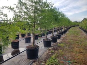 Row of 30G Bald Cypress Trees