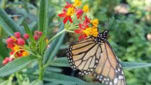 Flutter into Earth Day with a Butterfly Garden: Tips and Tricks for a Pollinator Paradise!