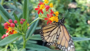 Monarch on Milkweed