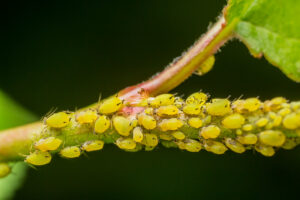 Aphids on leaf stem