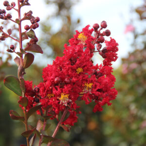 How to get your Crape Myrtles bloom again