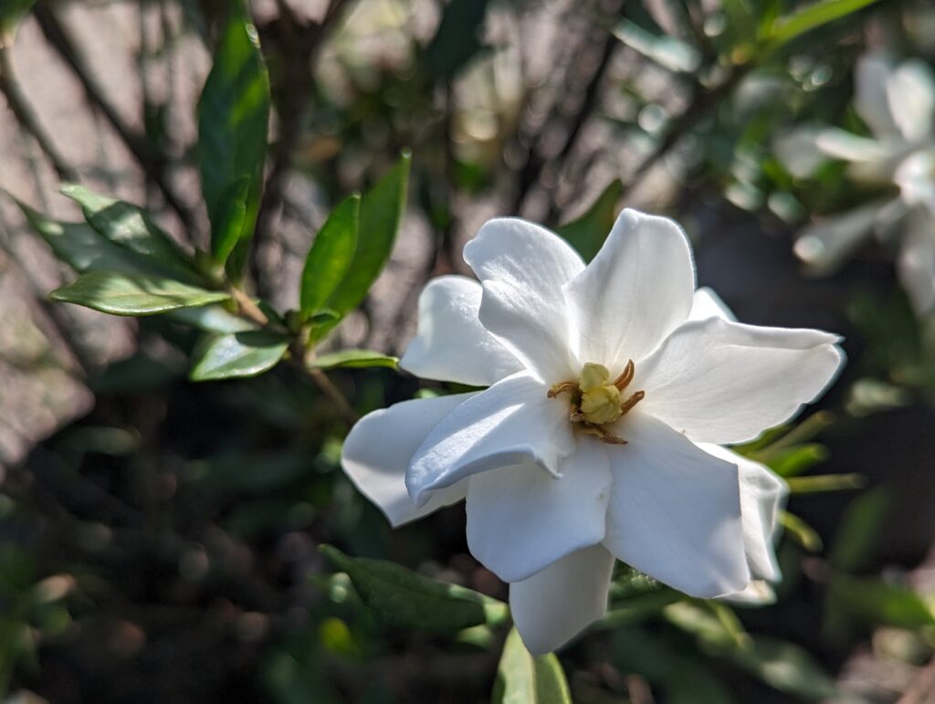 Unleashing Fragrant Delights: Your Guide to Growing Gardenias in Style ...