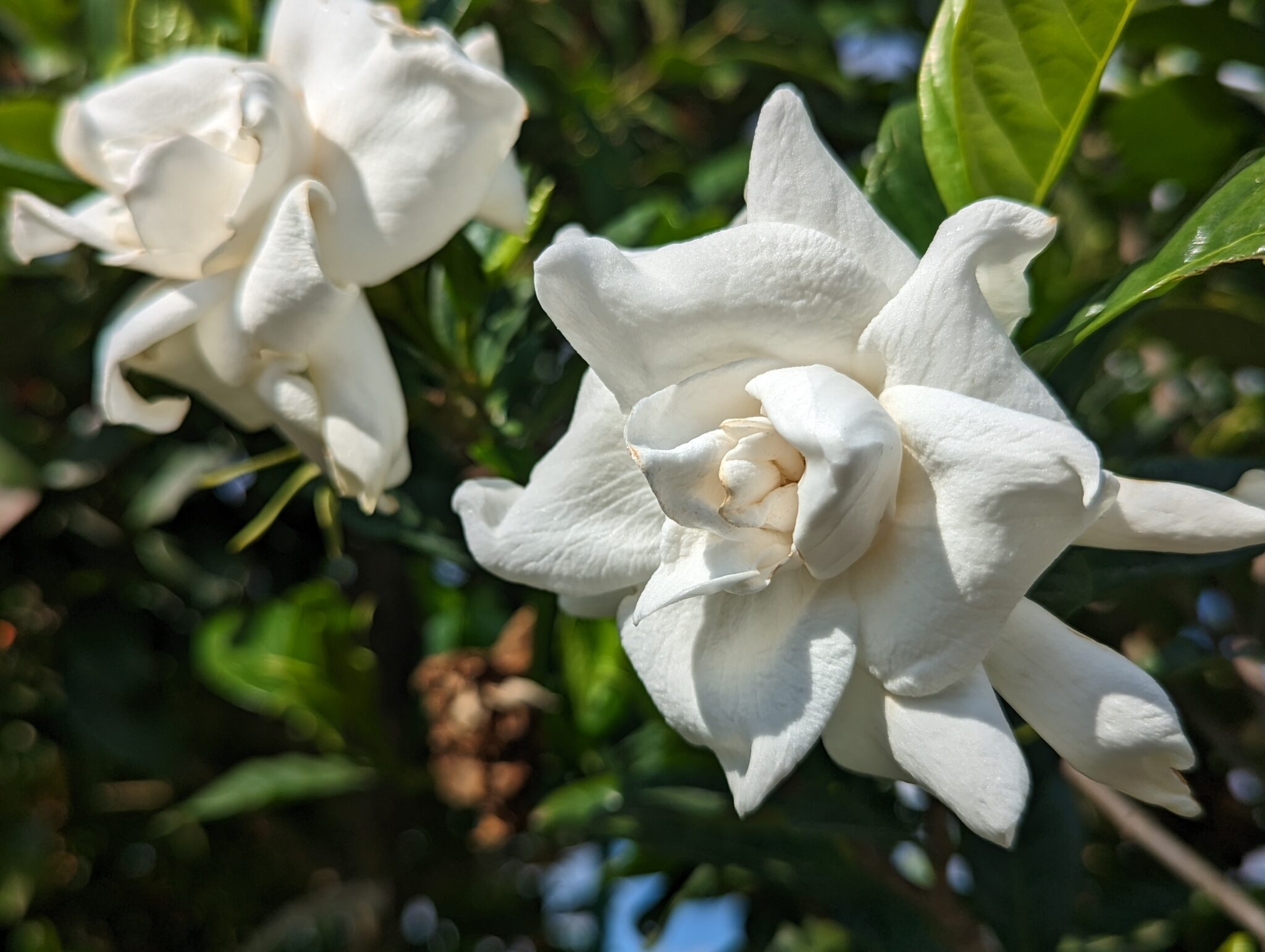 Unleashing Fragrant Delights Your Guide to Growing Gardenias in Style! Canterbury Farms