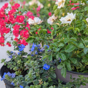 Red White and Blue plants