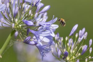 Bee and Agapanthus