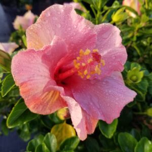 First Lady Hibiscus