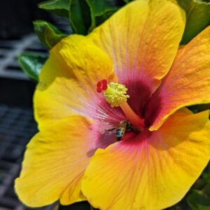 Social Butterfly Hibiscus