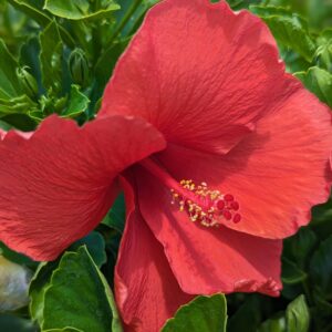 First to Arrive Hibiscus